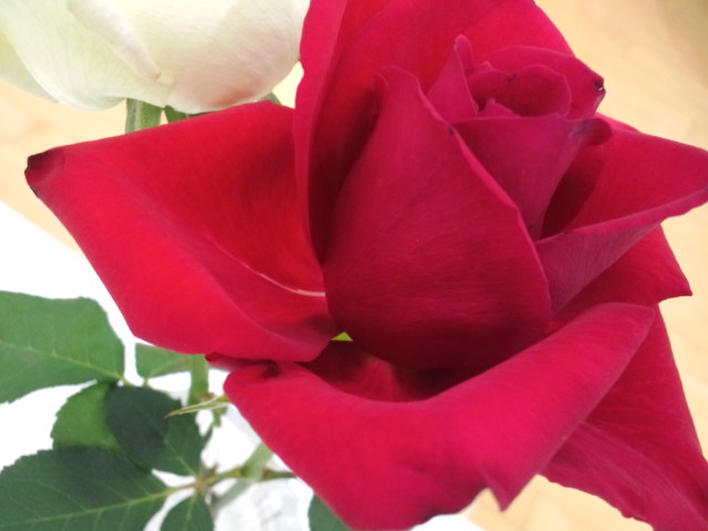 ショールームに薔薇