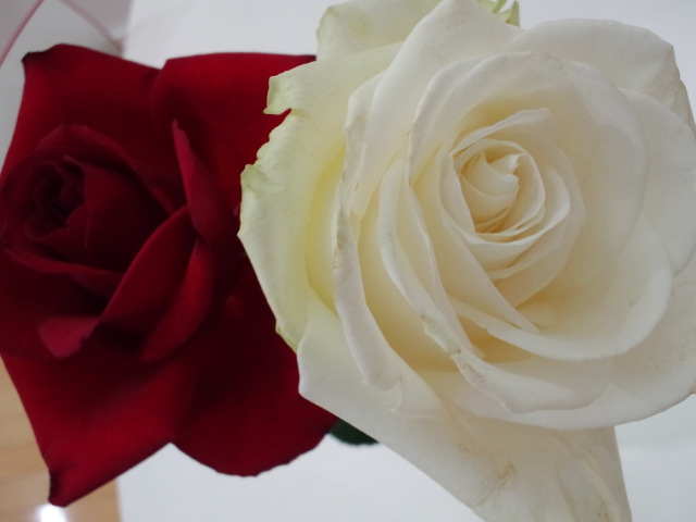 ショールームに薔薇
