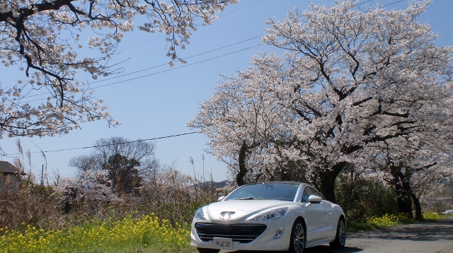 桜&RCZ君