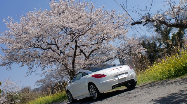 桜&RCZ君