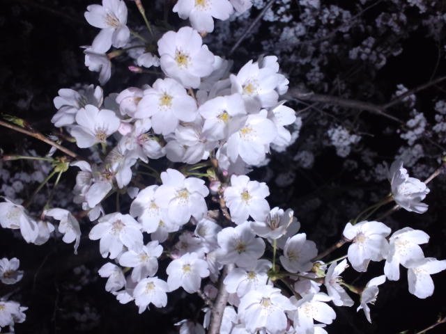 夜桜も良いものですne