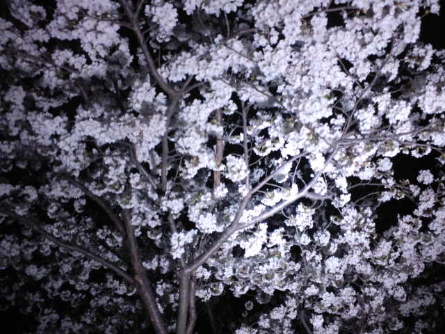 夜桜も良いものですne