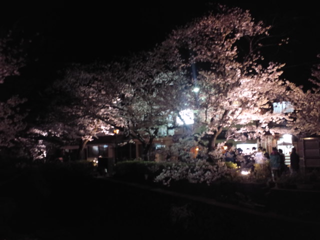 夜桜も良いものですne