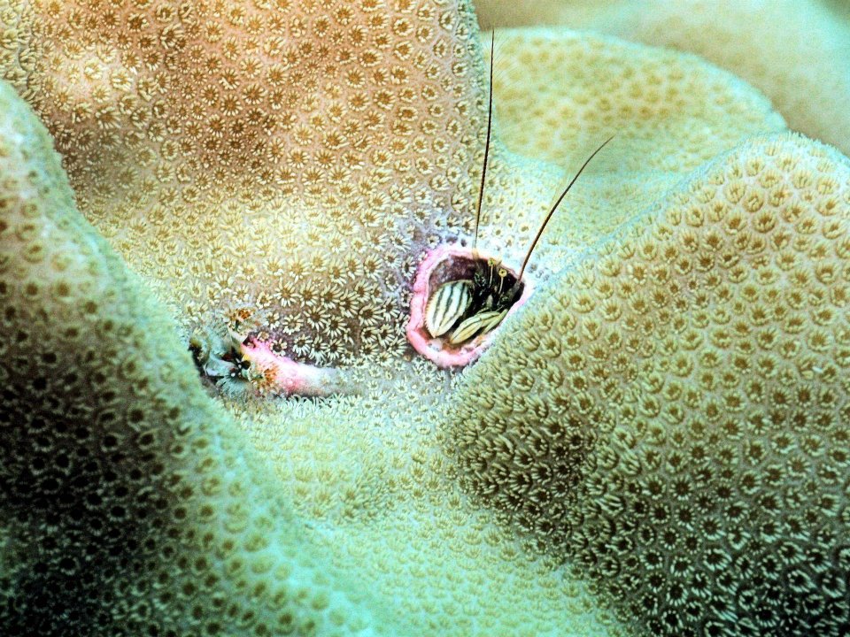 岩場の生物