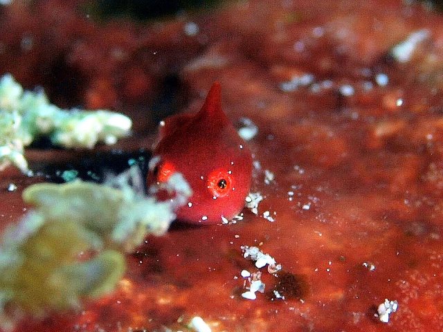 青海島左の瀬とダンゴ３匹