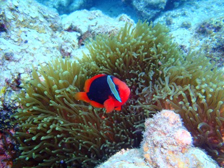 沖縄慶良間諸島の海中写真を萩のＳさんから...