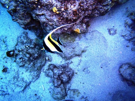 沖縄慶良間諸島の海中写真を萩のＳさんから...