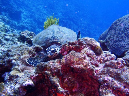 沖縄慶良間諸島の海中写真を萩のＳさんから...