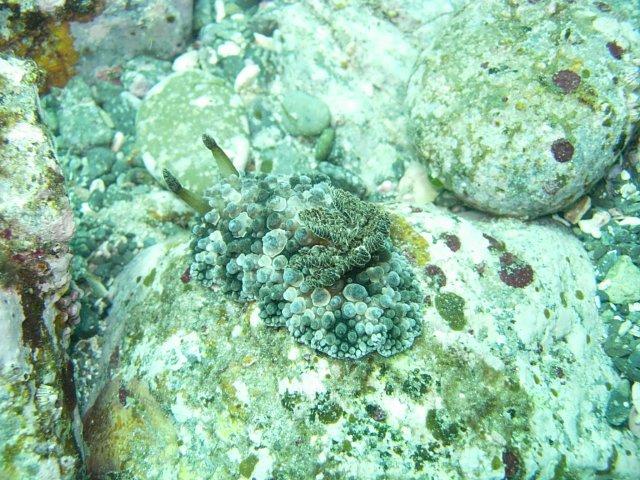 マンリョウウミウシ