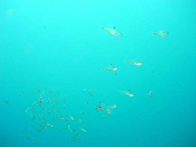 透明度も良い夏の海!