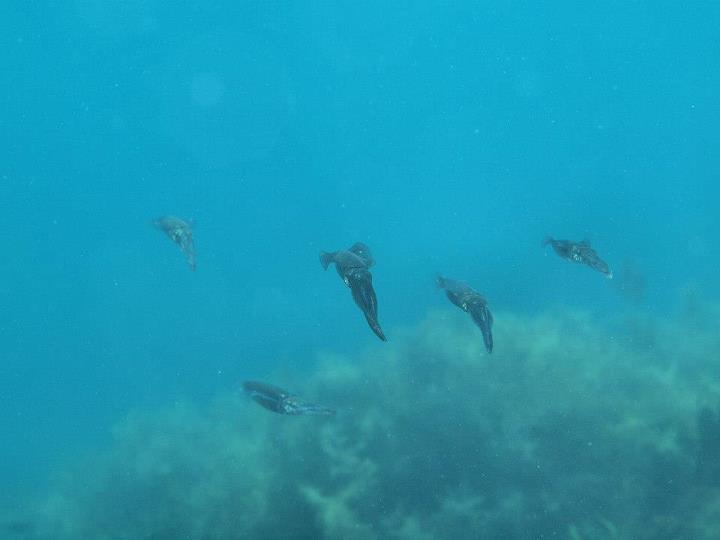 チビ達