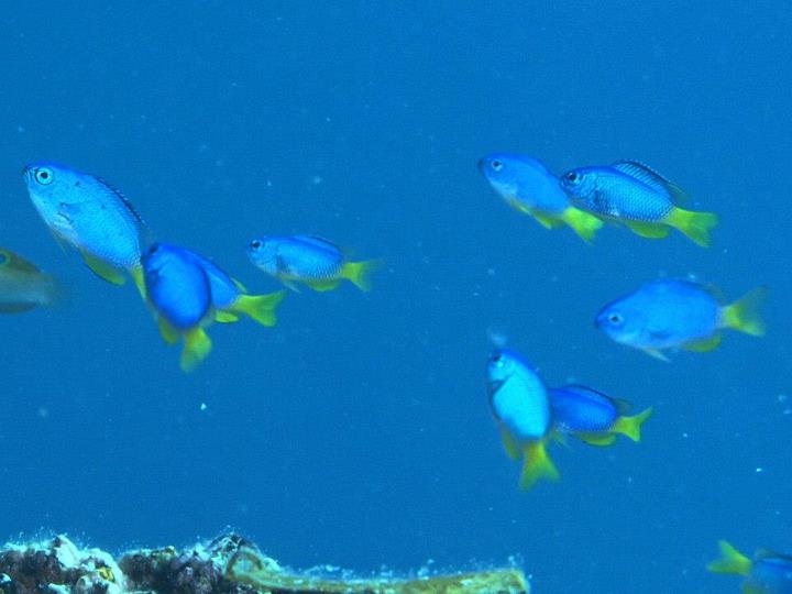 チビ達