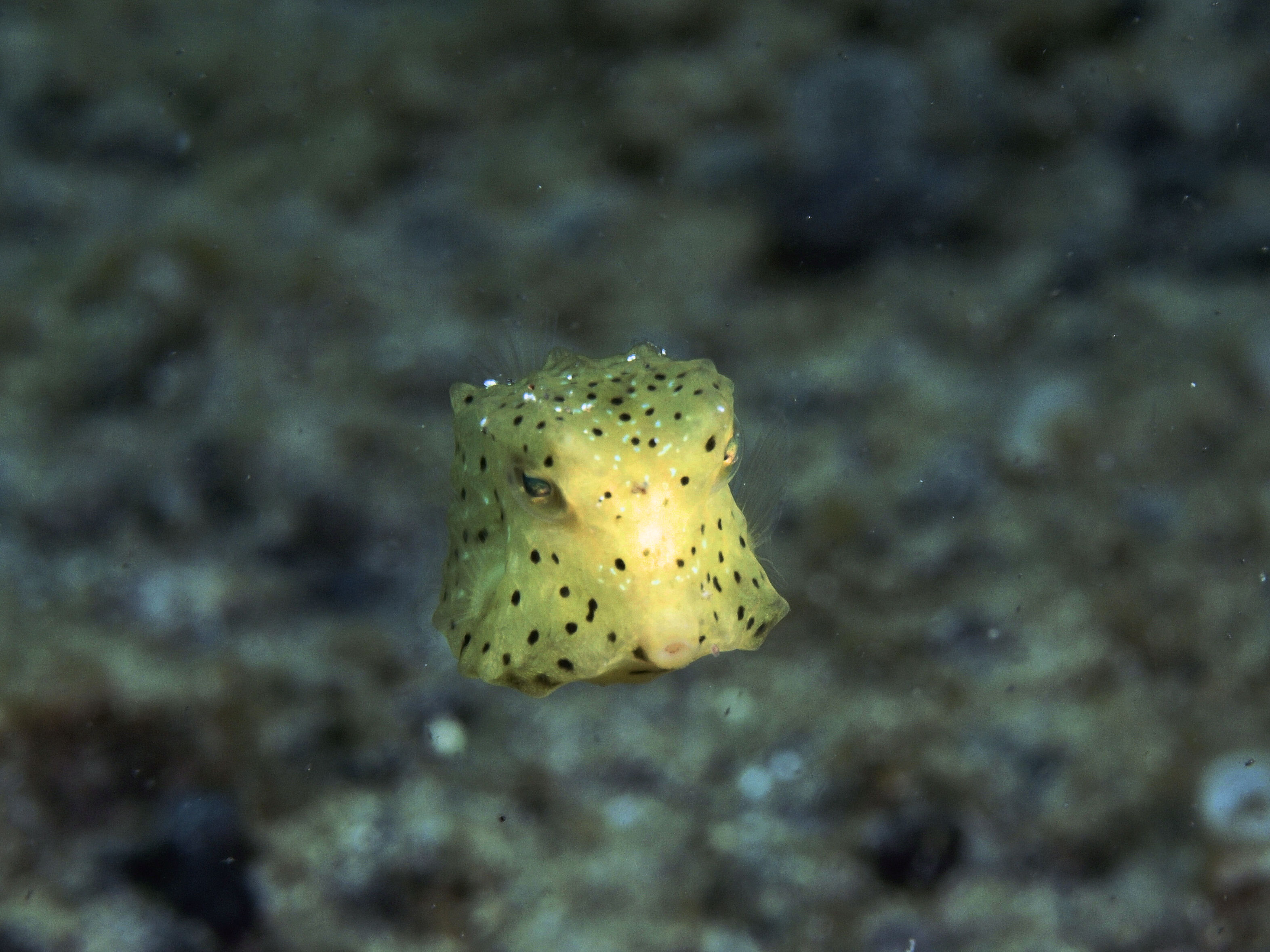 珍しいコンゴウフグの幼魚