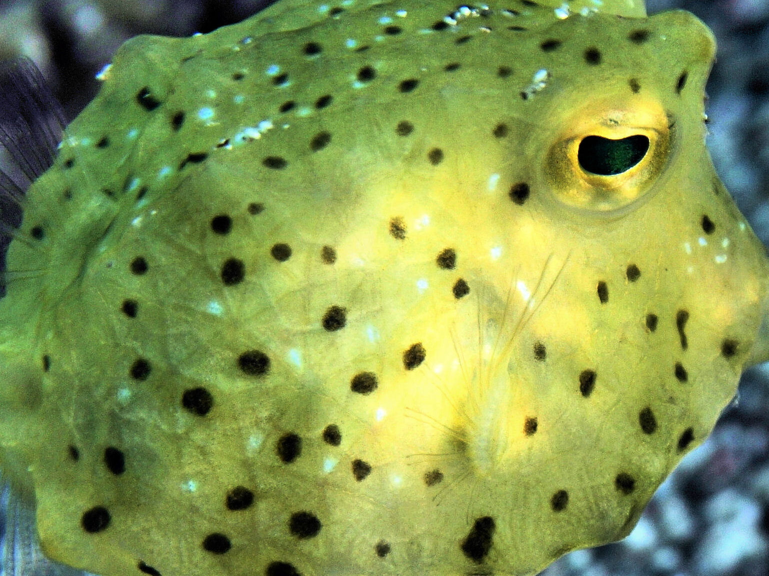 珍しいコンゴウフグの幼魚