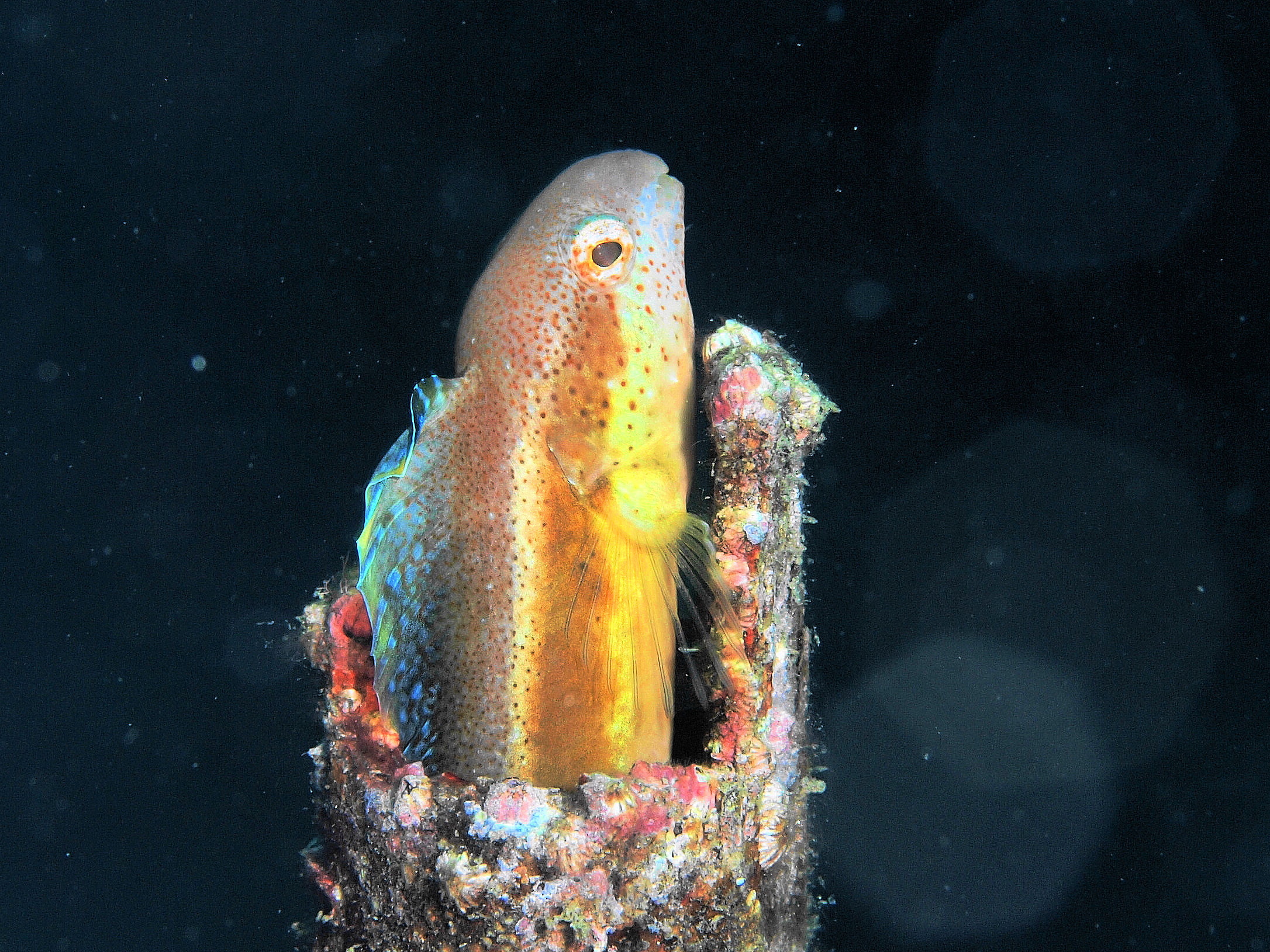 珍しいコンゴウフグの幼魚