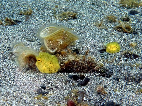 珍しいコンゴウフグの幼魚