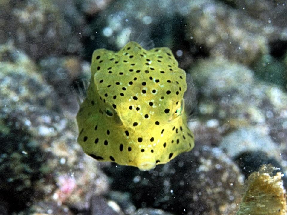 「ハニカム模様」