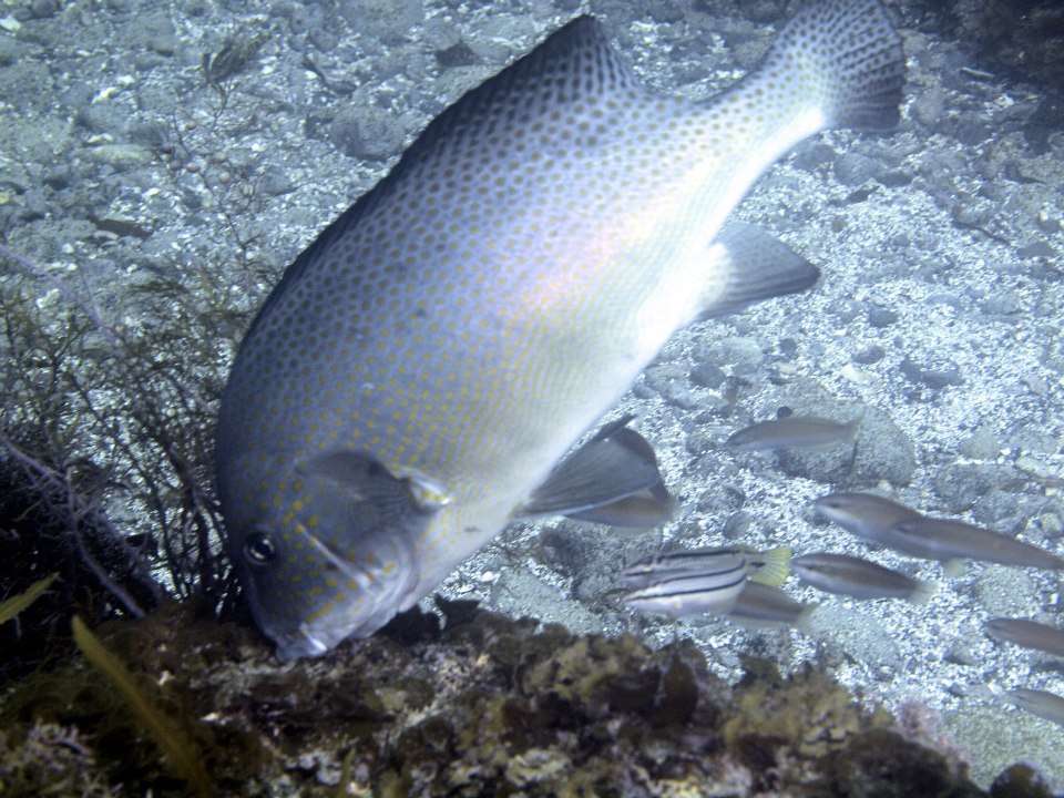 幼魚と成魚