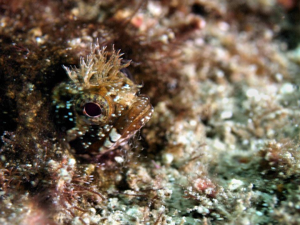 幼魚と成魚