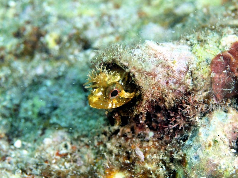 幼魚と成魚