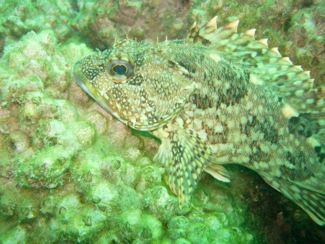 紫津浦のカサゴ＆クロダイ