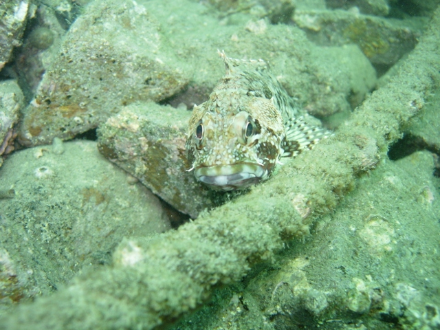 紫津浦のカサゴ＆クロダイ