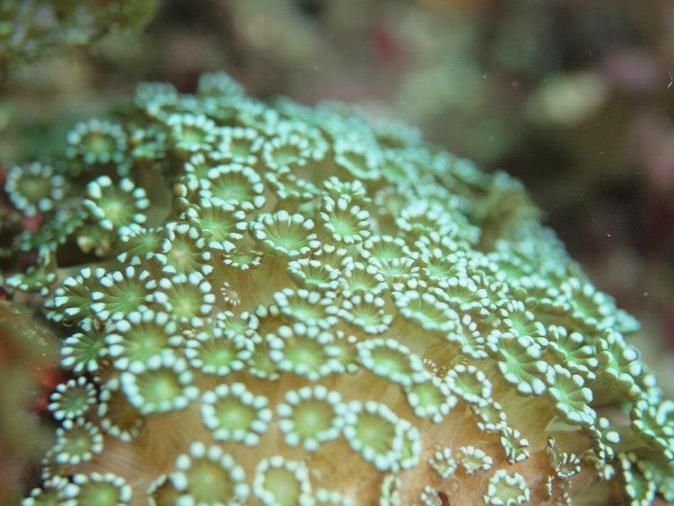 ニホンアワサンゴの産卵