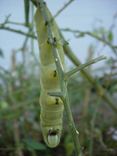 トマトの葉に「モスラの幼虫」が...