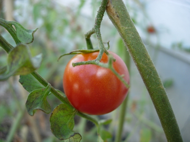 トマトの葉に「モスラの幼虫」が...