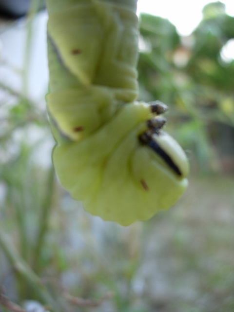 トマトの葉に「モスラの幼虫」が...