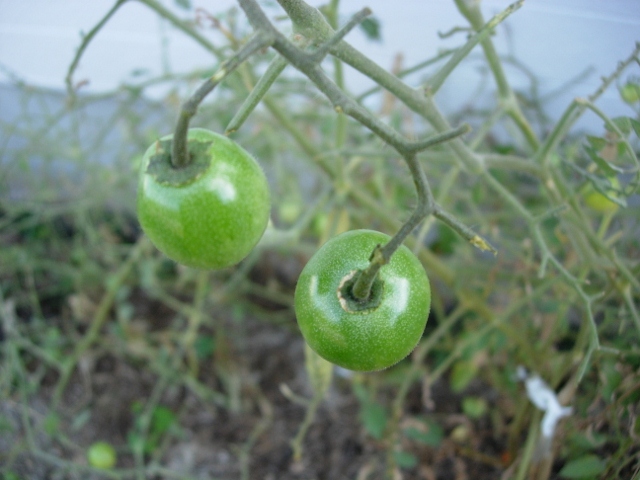 トマトの葉に「モスラの幼虫」が...