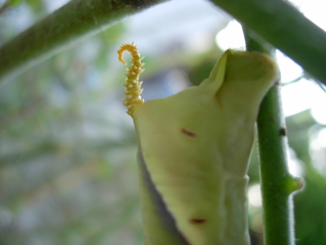 トマトの葉に「モスラの幼虫」が...