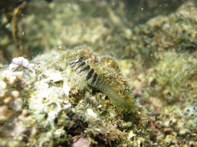 紫津浦の浅場