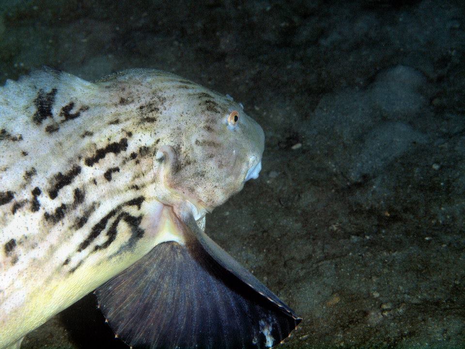 「深海魚」