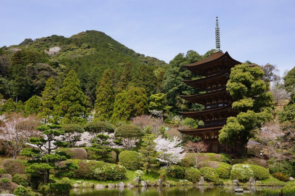 瑠璃光寺五重塔 ＆ 桜