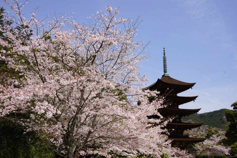 瑠璃光寺五重塔 ＆ 桜