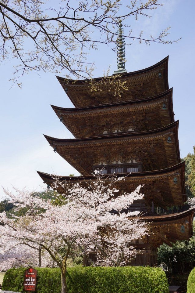 瑠璃光寺五重塔 ＆ 桜