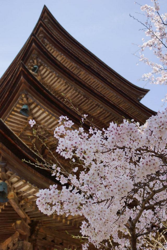 瑠璃光寺五重塔 ＆ 桜