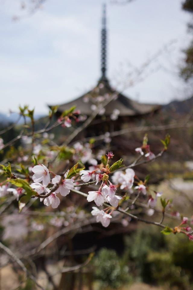 瑠璃光寺五重塔 ＆ 桜