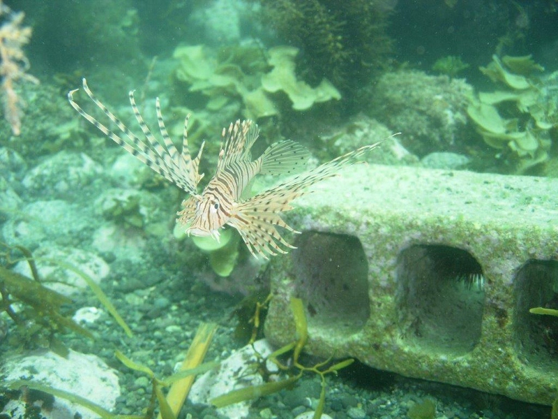 ひさしぶりだぜ  !  青海島  ダイビング