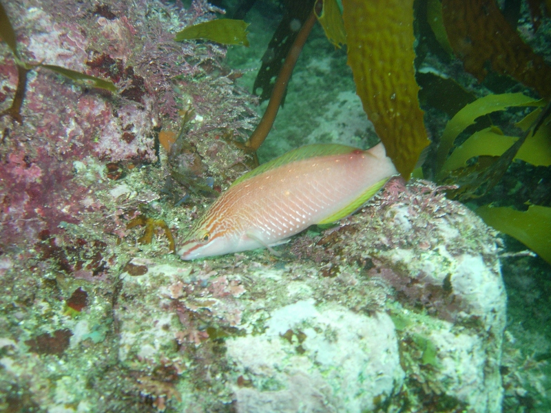 ひさしぶりだぜ  !  青海島  ダイビング