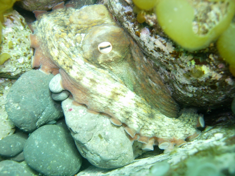 ひさしぶりだぜ  !  青海島  ダイビング