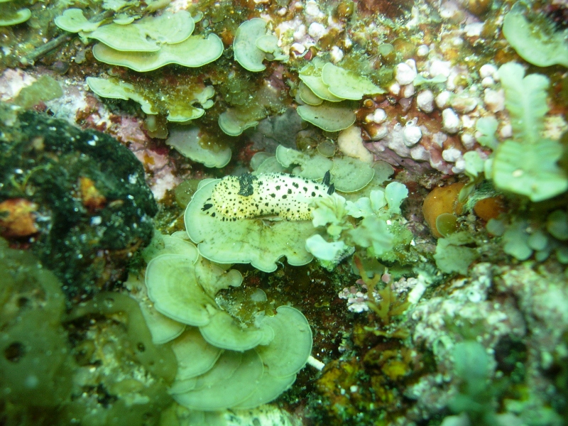 ひさしぶりだぜ ! 青海島ダイビング ２