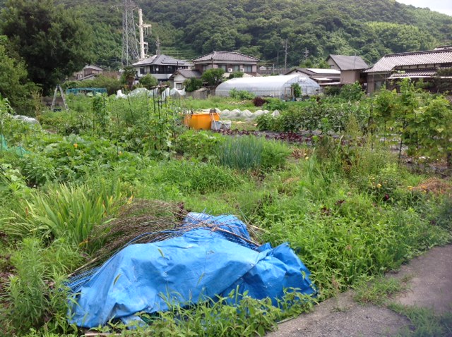 収穫