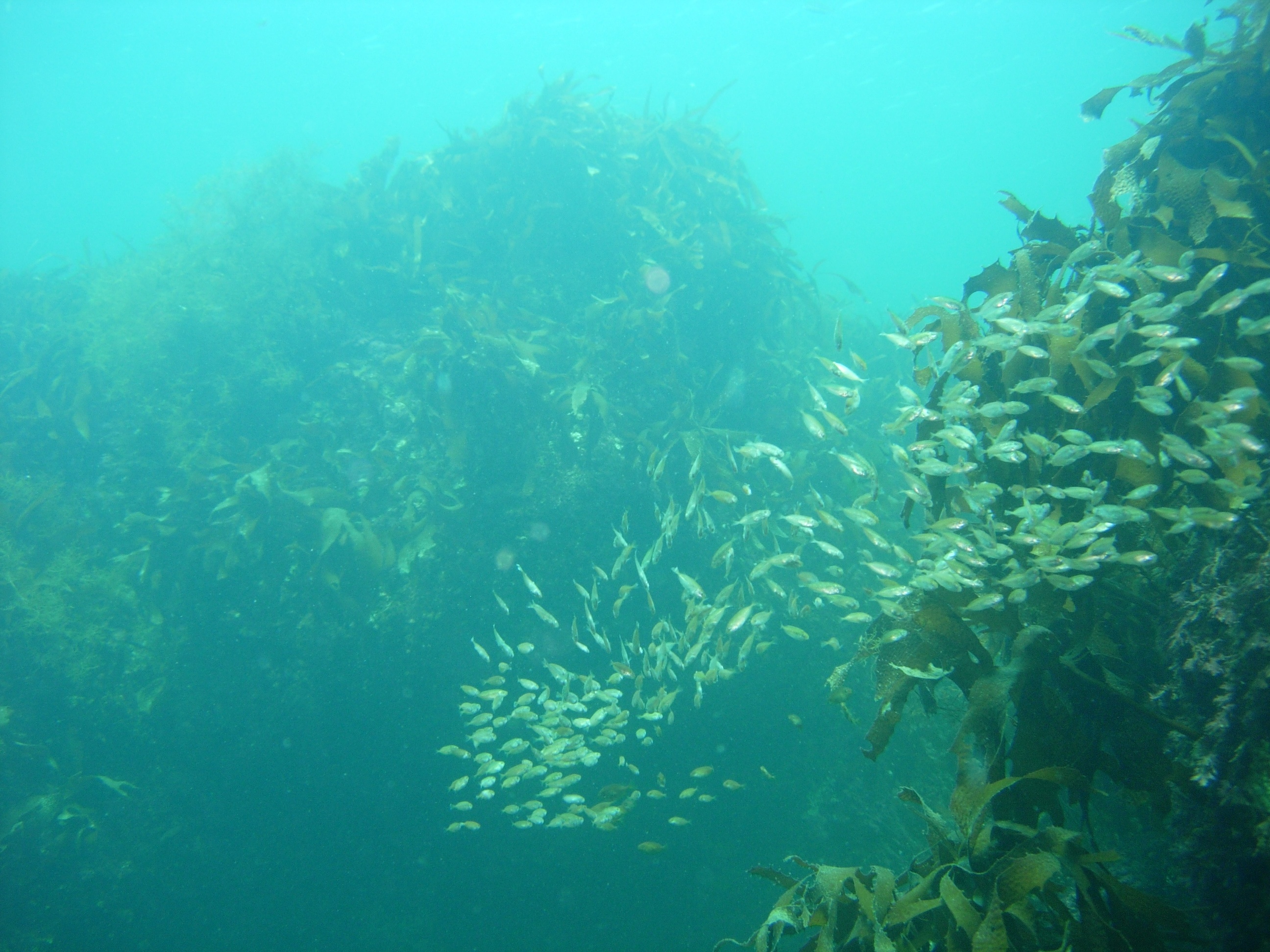 海の中の様子 つづき