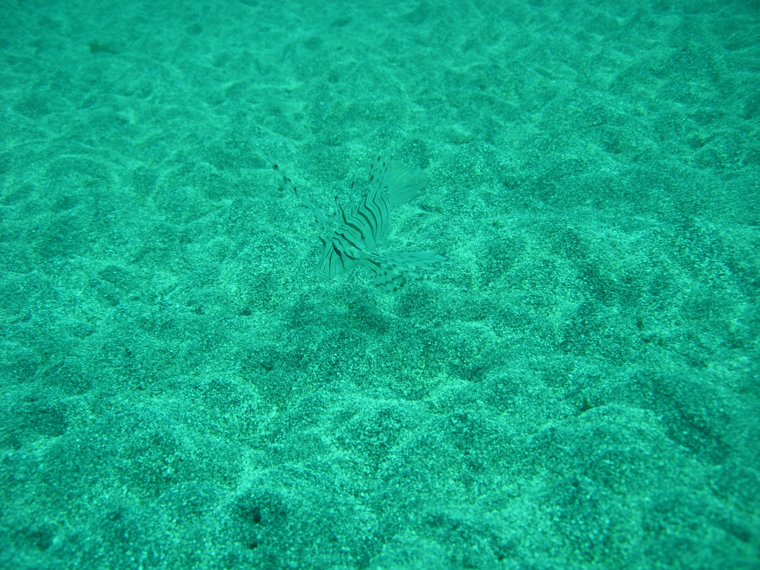 海の中の様子 つづき