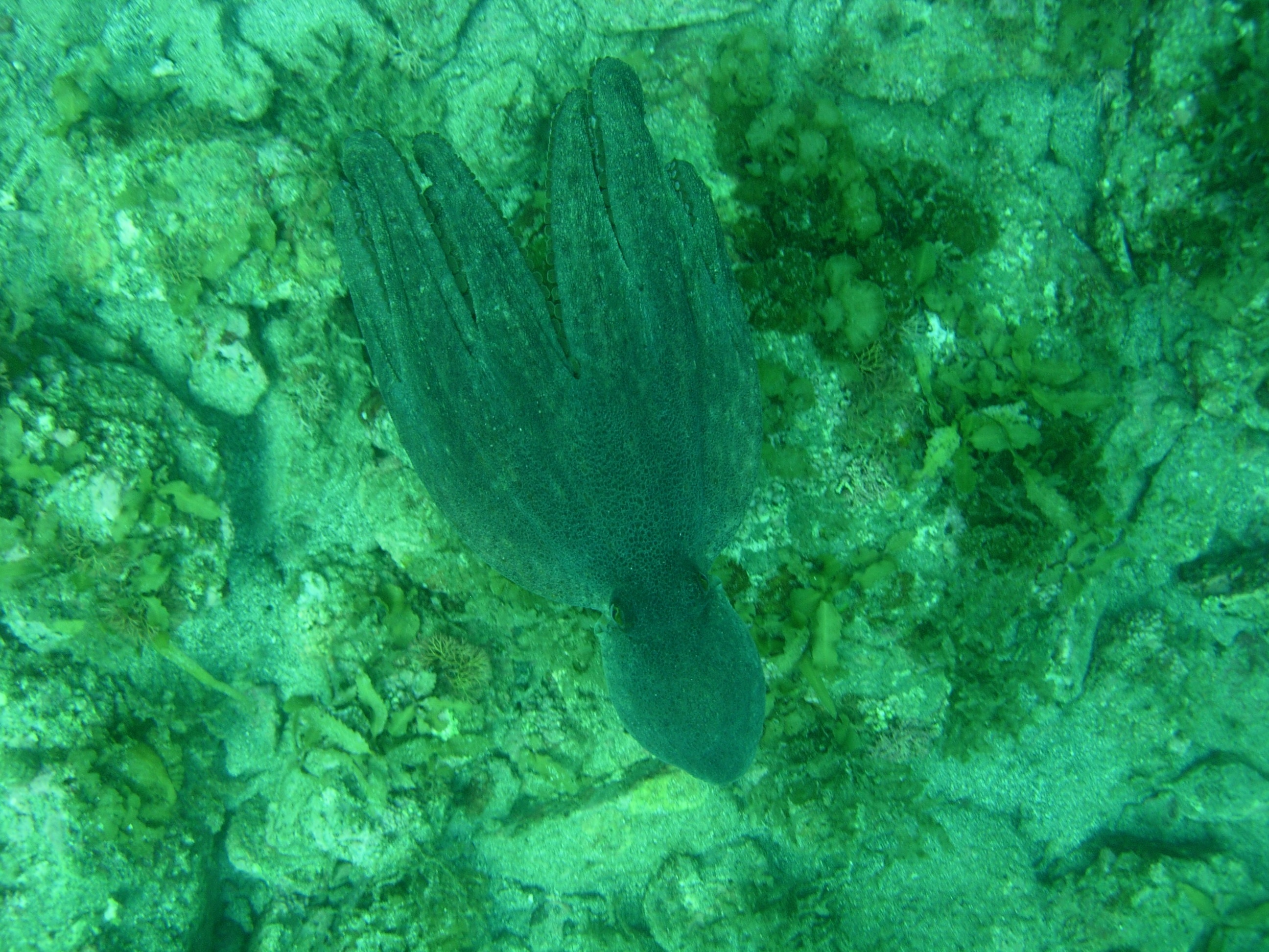 海の中の様子 つづき