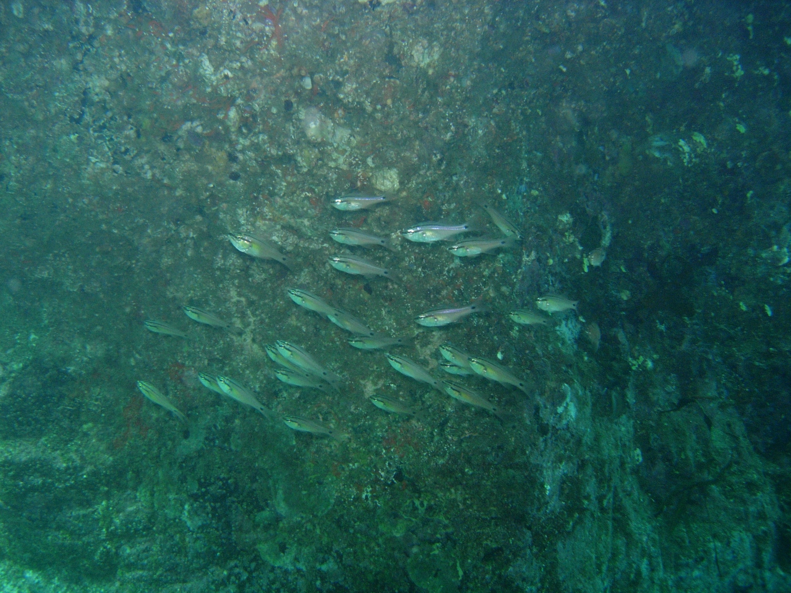 海の中の様子 つづき