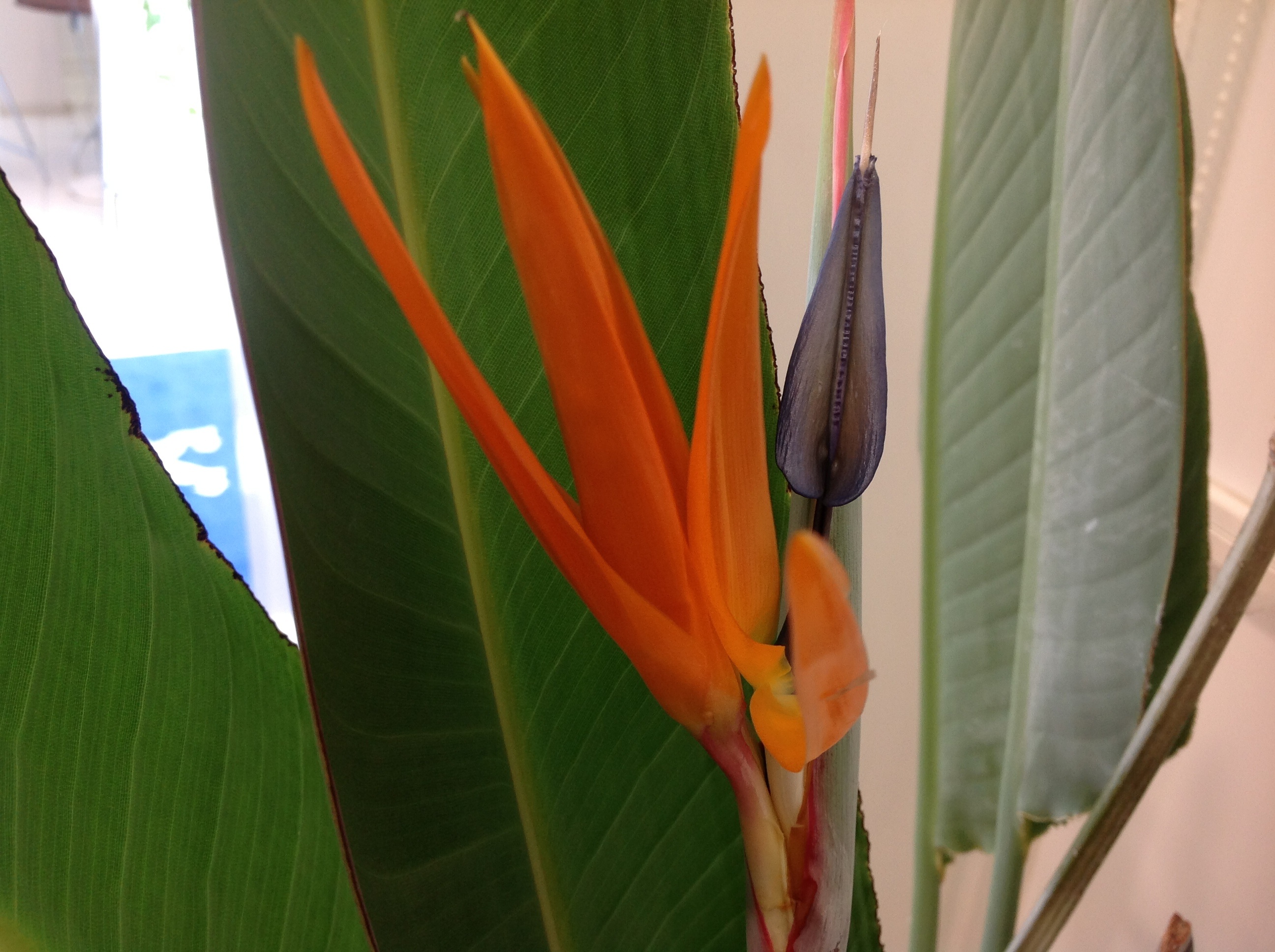 観葉植物に花が咲きました  !