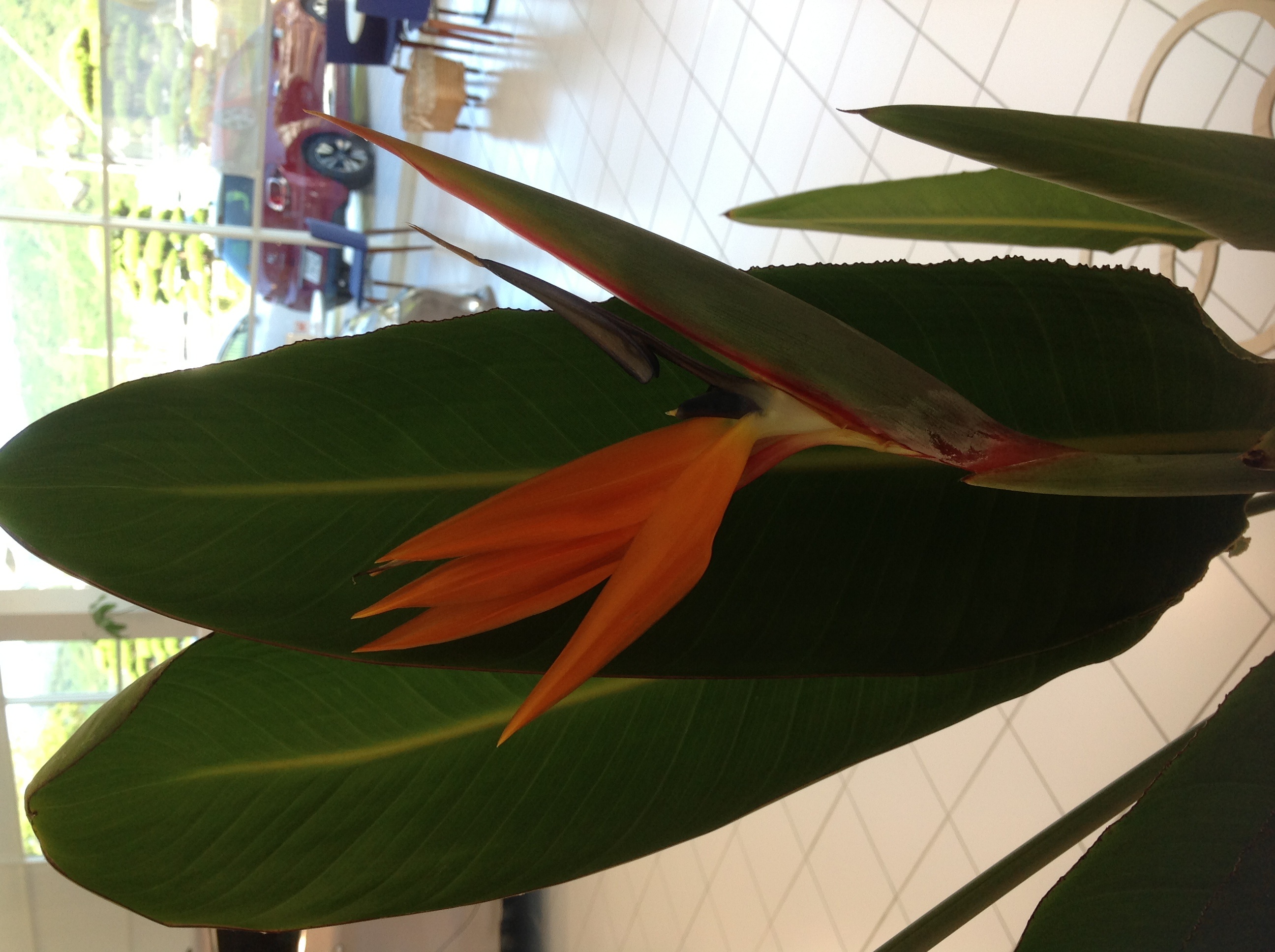 観葉植物に花が咲きました  !